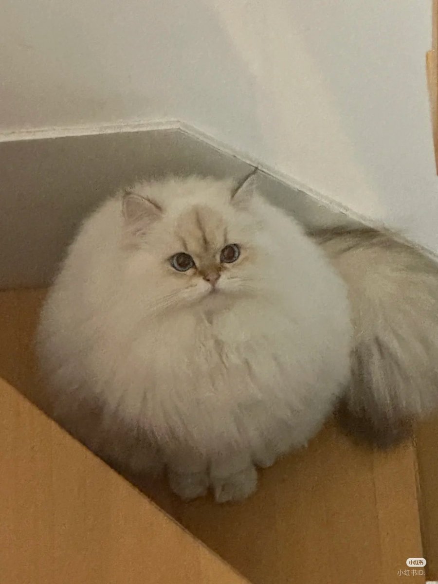 nocontextscats's tweet photo. Cotton ball https://t.co/uyYVmliBRp