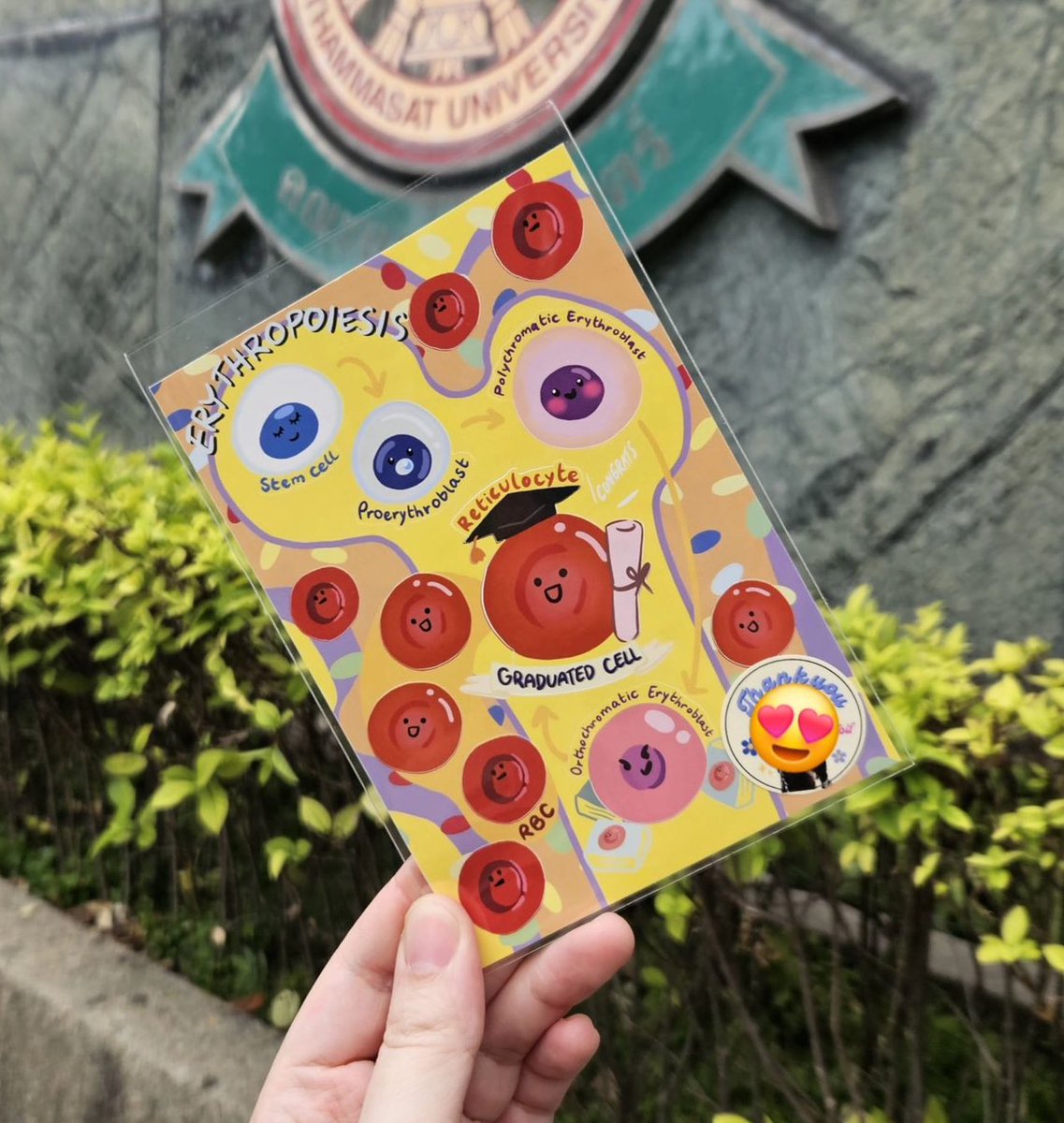 ตอนนี้มีสติ๊กเกิร์ลายใหม่นะคะ ตีมวงจรชีวิตน้องเม็ดเลือดแดง เทียบกับstage ต่างๆ ในชีวิตค่ะ อย่างน้อง reticulocyte ก็จะเป็นน้องที่พึ่งเรียนจบพร้อมทำงานเป็นเม็ดเลือดเต็มตัวค่ะ ลูกค้าสั่งซื้อไปแจกบัณฑิตเรียบร้อย😍 สามารถสั่งในไลน์ชอปได้เลยค่า shop.line.me/@661guqub/prod…