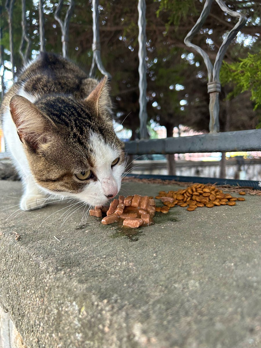 Sokağa döndü bugün. Biraz önce bırakıldı eski bölgesine. En azından bu soğukta kendini koruyacak kadar beslensin diye bol bol besliyorum ama yetmiyor hava buz gibi. Patilerini yere koyamıyor üşümekten. 
Dişi, kısır, çok uysal
KIRKLARELİ VE ÇEVRE İLLER LÜTFEN YUVA