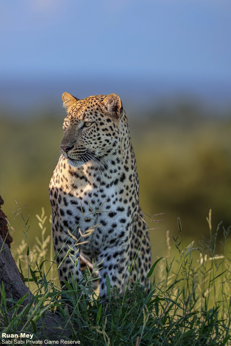 Sabi Sabi tweet media