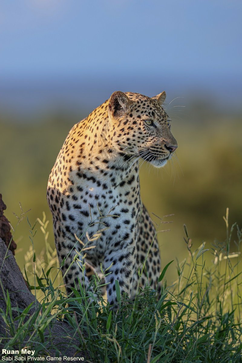 Sabi Sabi tweet media