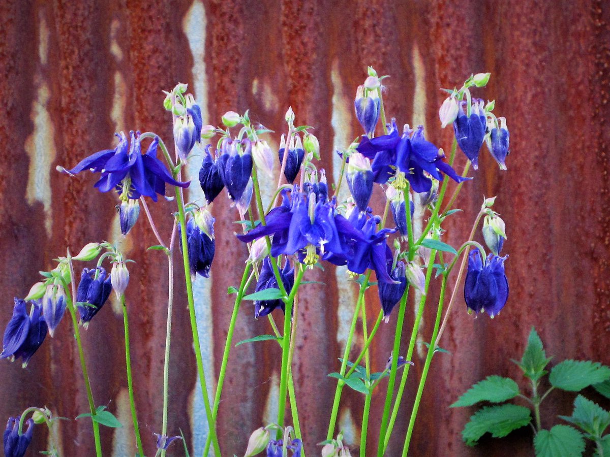 marianne 🐾🍄 tweet media