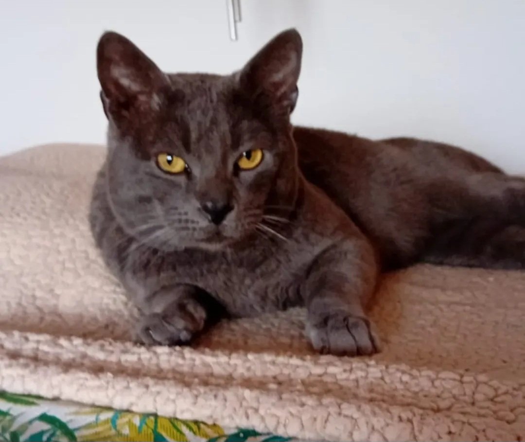 MIGUELON
Un gato muy bueno, abandonado en la calle el dia 31 de diciembre de 2024... y resctado BUSCA ADOPCIÓN