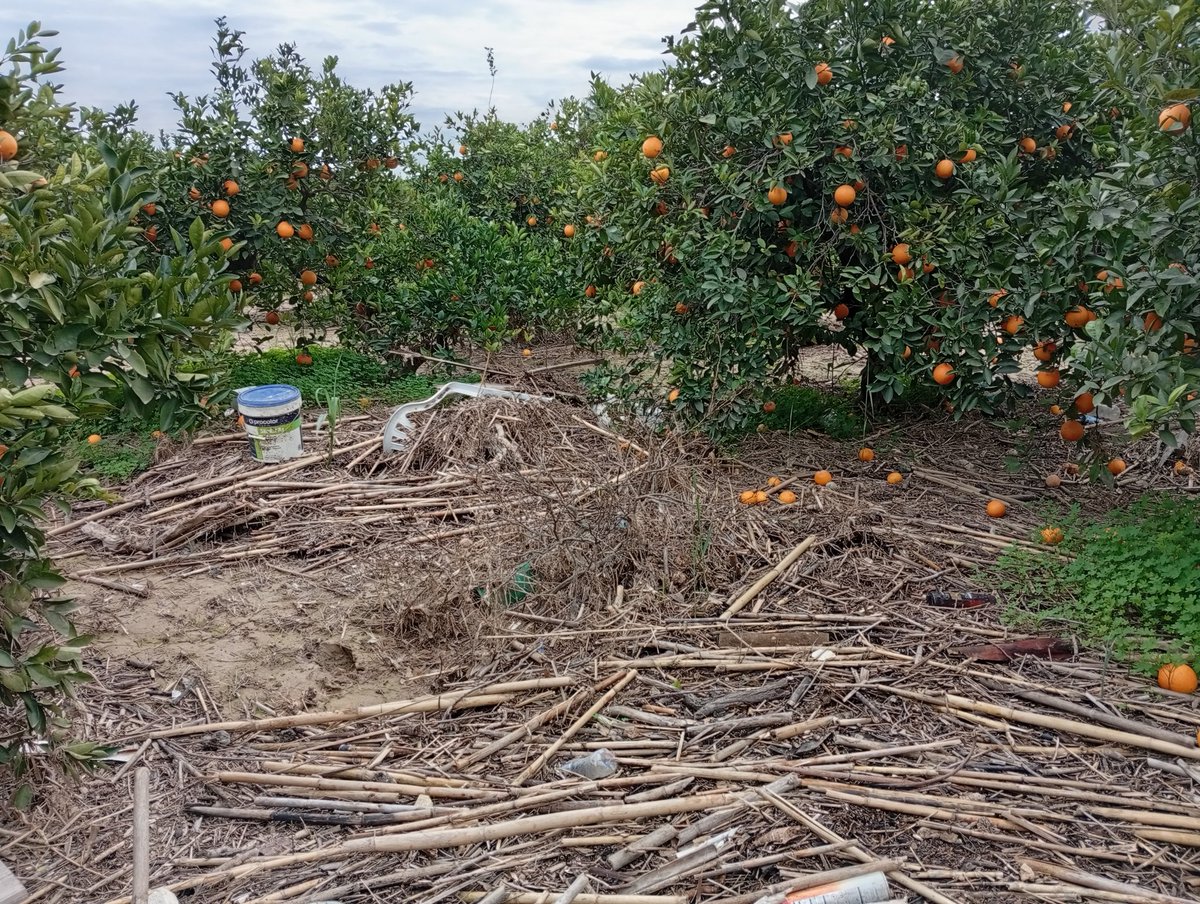 ismaelncfarmer's tweet photo. Vamos a por otra apasionante semana de limpieza por nuestros medios de cañas y demás materiales para tratar de recolectar las naranjas sobrevivientes de la Dana. 
"Actitud Mediterránea" dice el slogan de turismo de nuestra tierra.Vamos a echarle actitud ante tanta ineptitud https://t.co/NJ5ADoPUyE