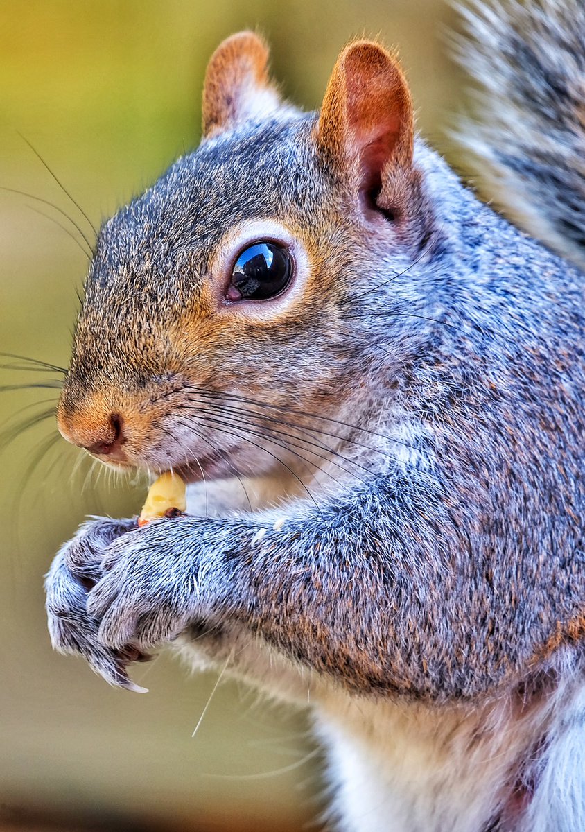 gemmak500's tweet photo. Breakfast.
#chesham #buckinghamshire #chilterns #aonb #countryside #chilternsaonb #garden #squirrel #squirrelsofinstagram #greysquirrel #funny #nature #wildlife #winter #breakfast #food #wildlifeofinstagram #squirrellove https://t.co/XFRB1GXGiv