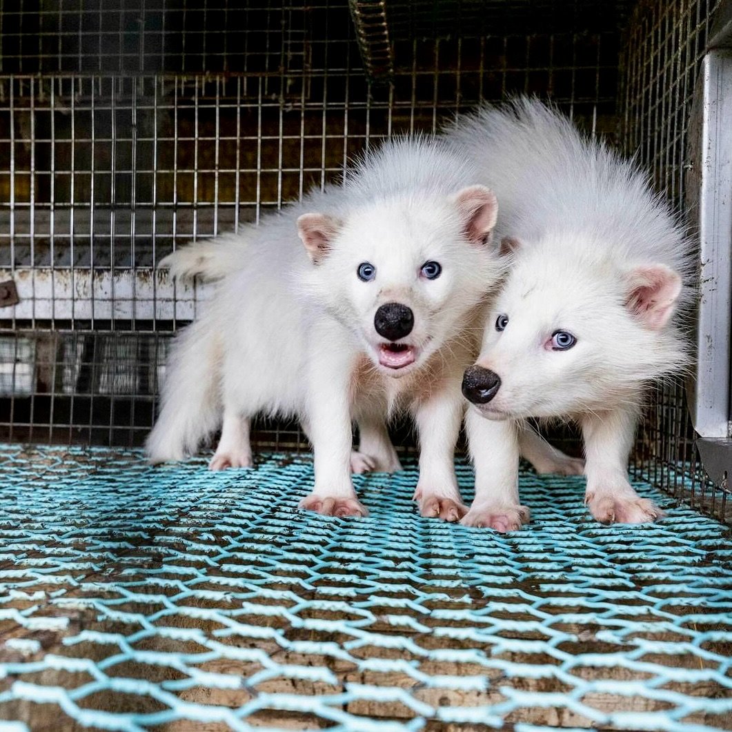 Morirá electrocutados para que tú🫵 puedas comprarte un abrigo de su piel. Esta es la violenta industria peletera.

FIRMA PARA CERRARLAS 👇👇
change.org/granjaspeleter…