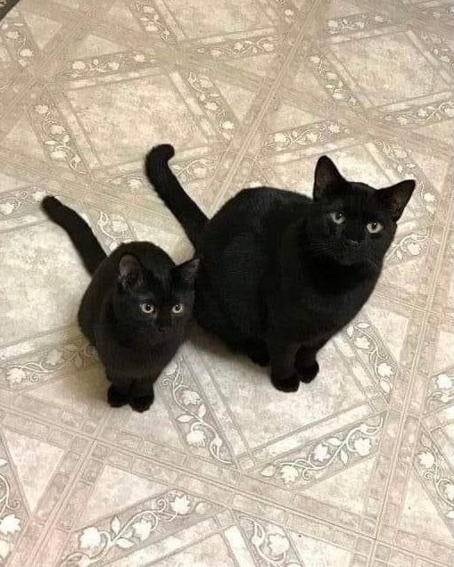 Black cats are not bad luck (@visualscat) on Twitter photo 