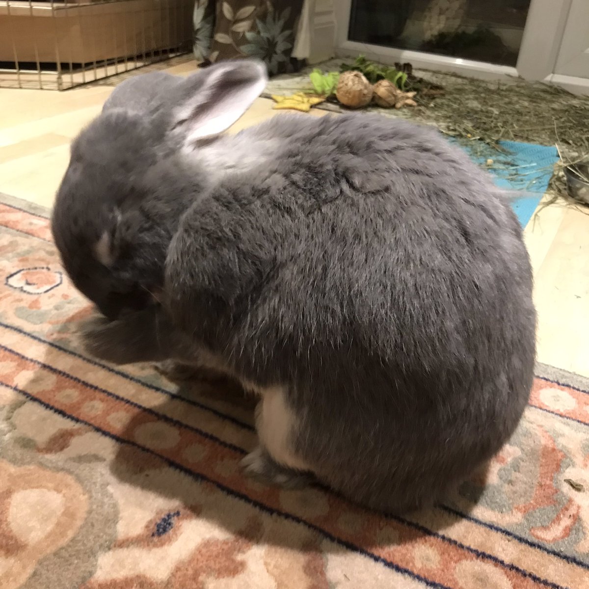 rocky_mikey's tweet photo. I’s wishings for nice wevver wiv sunshines an daisys.  Hop evrybun is ok after the stormss #bunob https://t.co/Iq8R1QcvIL