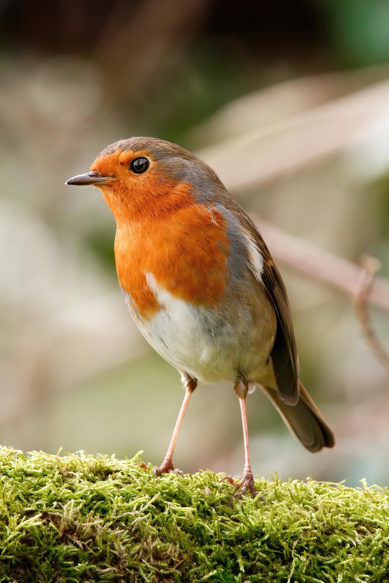 Voici Georges, un petit rouge-gorge aussi fragile que magnifique.
Il m’a rappelé que la vraie beauté est simple, qu’elle nous entoure chaque jour, dans le chant d’un oiseau ou la douceur d’un instant.
Prenons soin de ce trésor qu’est la nature. 🐦🍃