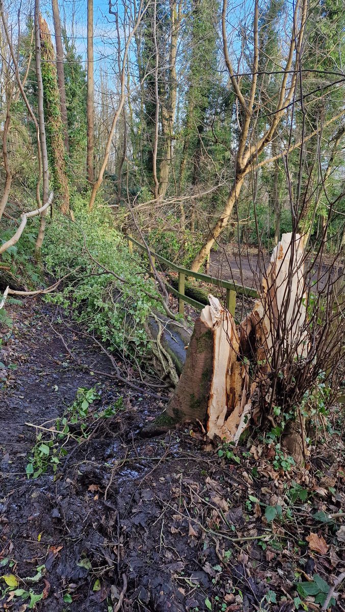 Cavehillmtbers's tweet photo. Please be aware that the Middle Trail remains CLOSED pending the removal of fallen trees by @belfastcc https://t.co/QU4Z8MAusX
