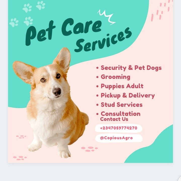 Damilareh's tweet photo. @OgbeniDipo YOUR RELIABLE PARTNER FOR YOUR SECURITY AND PET DOGS.
TRUSTED AND TESTED 
COPIOUS DOG BREEDERS https://t.co/kjFZb1RiNU
