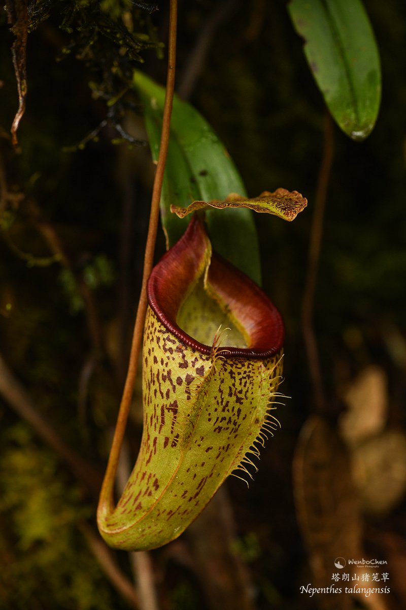 Wenbo77's tweet photo. #Nepenthes talangensis, a #pitcher plant endemic to West Sumatra's Mt. Talang. It grows in the upper montane forest around 2000m above sea level; due to the narrow geographic distribution range, it is classified as an endangered species by the IUCN. 
#floraofsumatra #猪笼草 https://t.co/K4o86u4qsx