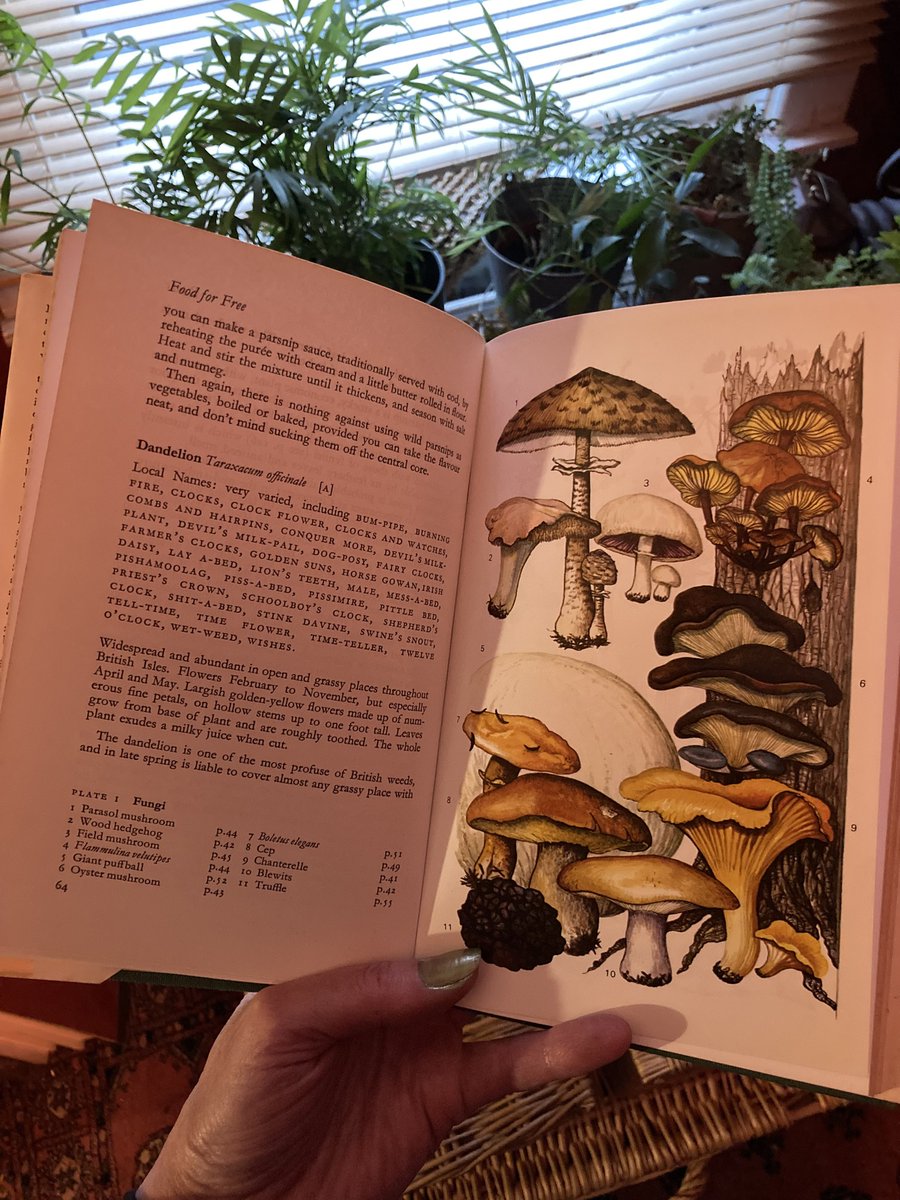 CandiaMcKormack's tweet image. This foxy book has become more and more foxed over the decades it's lived with me, and smells as earthy as its contents. Wonderful! 🍄‍🌱🌼 #RichardMabey #FoodforFree