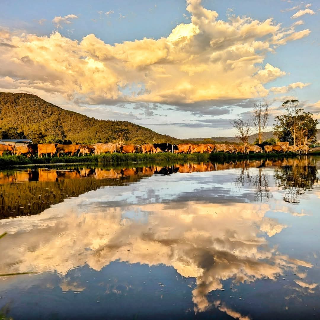 A couple of early morning photos from our farm