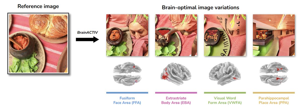 ✨Our work on BrainACTIV has been accepted at ICLR 2025!✨

Brain Activation Control Through Image Variation (BrainACTIV) is an fMRI-data-driven method for manipulating a reference image to enhance/decrease activity in the visual cortex🧠using pretrained diffusion models🤖. (1/5)