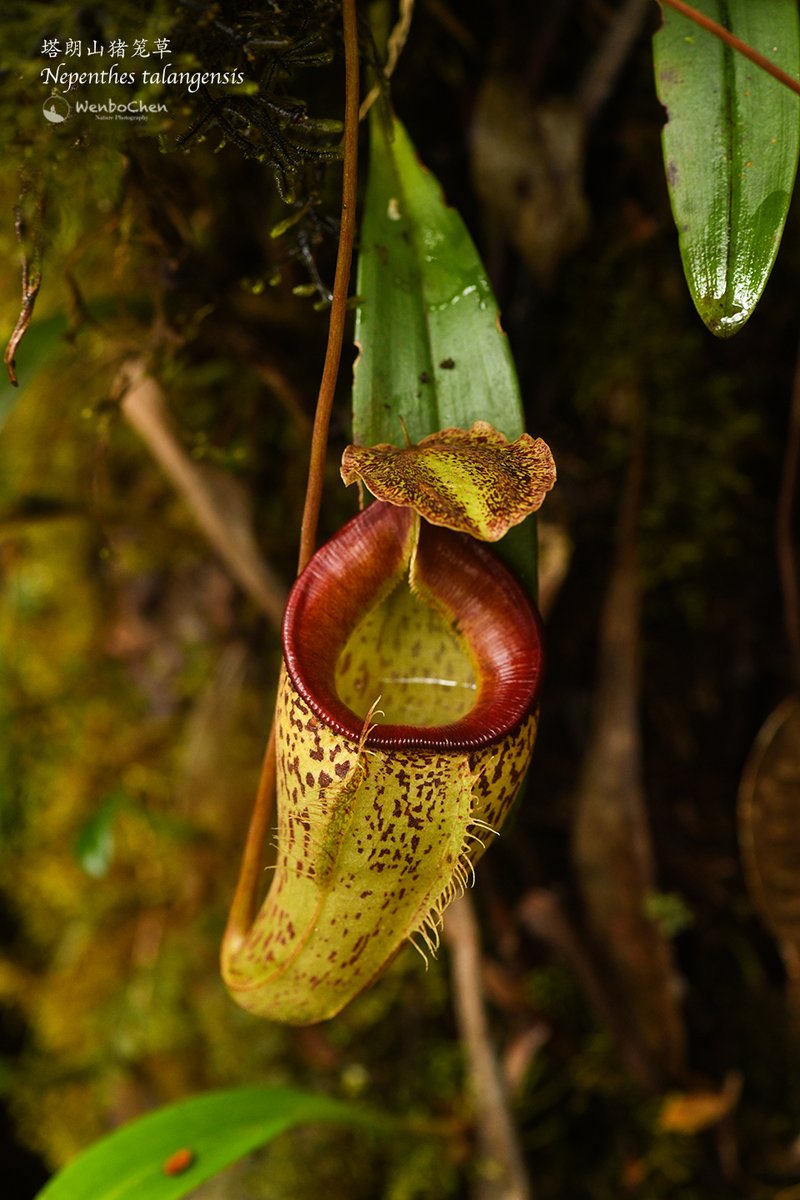ネペンテス ハマタ Nepenthes（ネペンテス/ウツボカズラ）の商品一覧 | Y's Exotics
