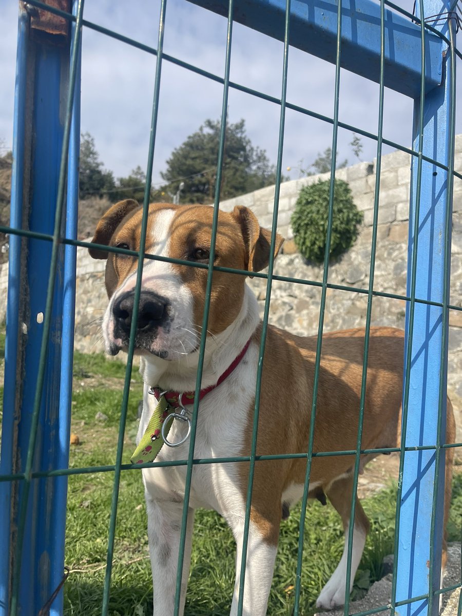Betulbet_'s tweet photo. Cinsel istismara uğradı.Aldık. Kısırlaştırma sırasında ölü bebek çıktı içinde.Tedavi gördü bitti. 2,5aydır güvenli bir bahçe aradık. Bulamadık. Geçici yer artık alın diyor. Alacak yerimiz yok. Çaresizliğimizin dibinde debelenip duruyoruz. Paylaşın lütfen sokağa gidemez gitmemeli😢