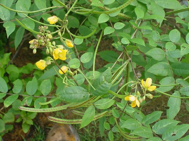 safonyameherbal's tweet photo. For TINEA CAPITIS and RING WORM, scratch the affected part with dry sponge, make a paste of the leave or roots of Cassia occidentalis( negro coffee, mmofraborodee in Twi, rere or yawan rai in yoruba) and apply on the on the affected part twice daily 🍀.. it disappears in a week🤝 https://t.co/asCakPB9Ry