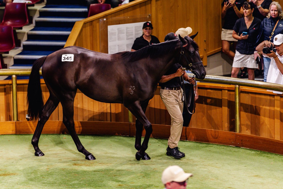 New Zealand Bloodstock tweet media