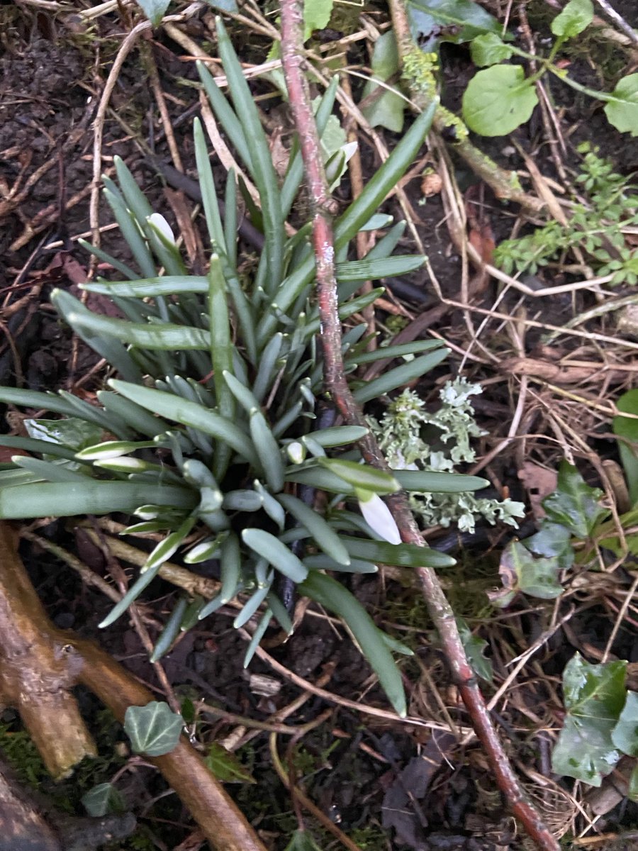 The first Snowdrops starting to open.