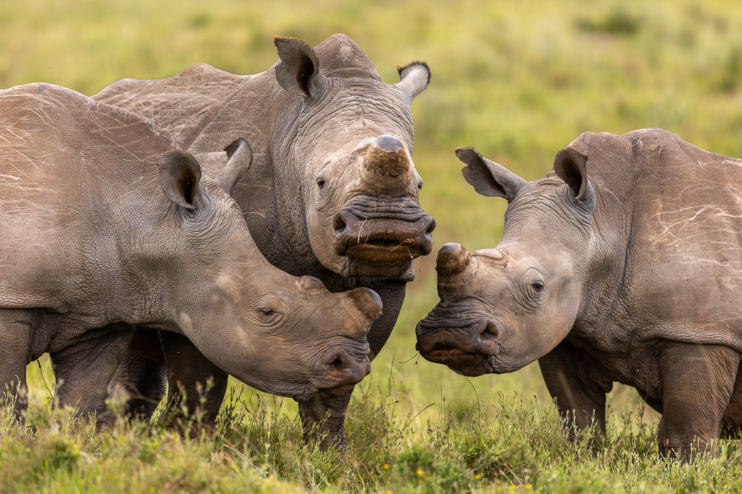 DrWillFowlds's tweet photo. Last week our friends at @KariegaGameRes marked the birthday of a rhino named Colin - the second calf born to poaching survivor Thandi.
Colin is now a fully grown bull, and with a calf of his own he's contributing to the future of his species. 🙏
📸Kariega Game Reserve https://t.co/MMMAMuc9Ez