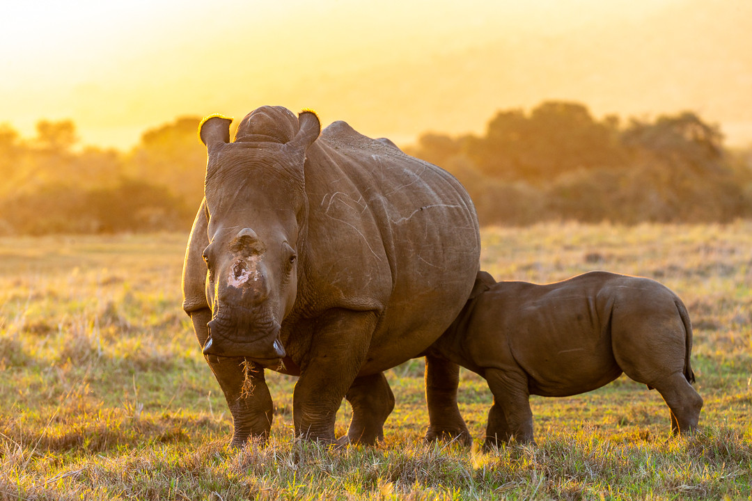 DrWillFowlds's tweet photo. Last week our friends at @KariegaGameRes marked the birthday of a rhino named Colin - the second calf born to poaching survivor Thandi.
Colin is now a fully grown bull, and with a calf of his own he's contributing to the future of his species. 🙏
📸Kariega Game Reserve https://t.co/MMMAMuc9Ez