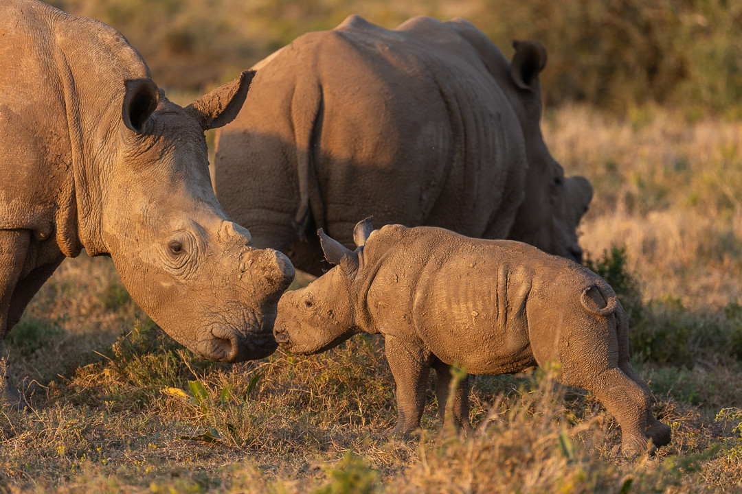 Last week our friends at <a href="/KariegaGameRes/">Kariega Game Reserve</a> marked the birthday of a rhino named Colin - the second calf born to poaching survivor Thandi.
Colin is now a fully grown bull, and with a calf of his own he's contributing to the future of his species. 🙏
📸Kariega Game Reserve