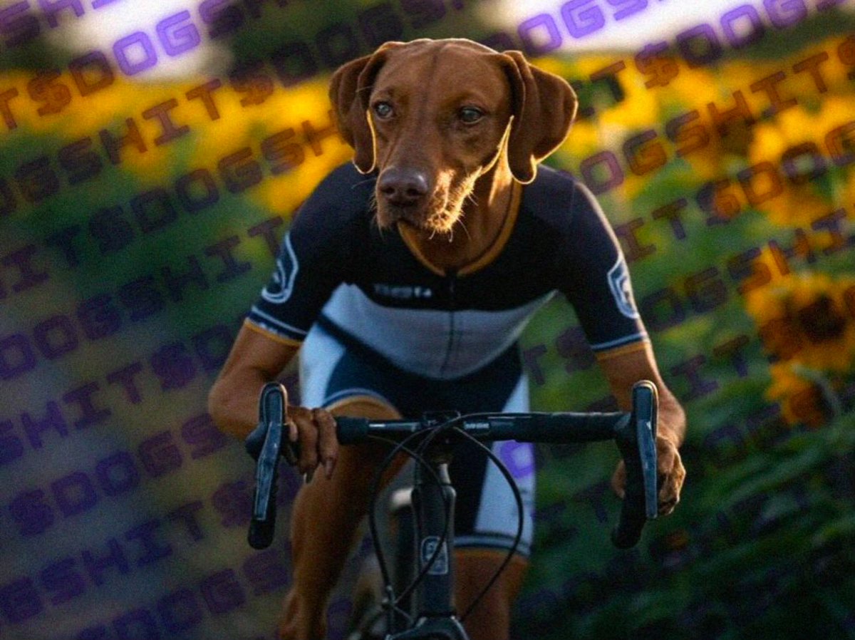 hodldogshit's tweet photo. 🐾Gm Gm !! 

🐶We know it can be an uphill battle 
💩But we are ready to smash it !! https://t.co/QgSPLNvsRB