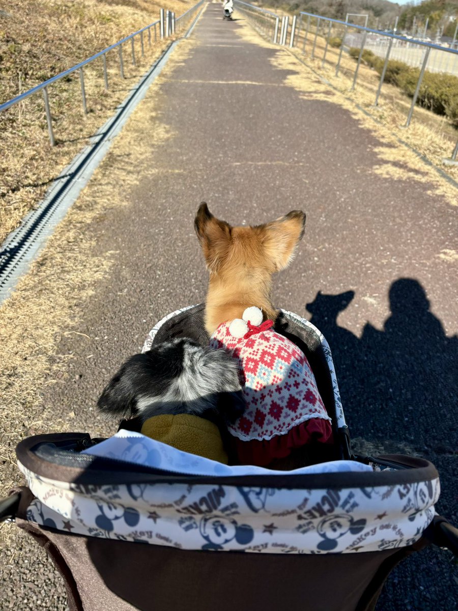 wearemm71's tweet photo. またかなり投稿あいてしまった🤯 お久しぶりです🐶 最近は寒いこともあってカート乗車率がかなり高めな2匹でございます🚘  #dogsoftwitter 
#dogtwitter #犬のいる生活 #ミックス犬 #ジジババ犬 https://t.co/xRvUpVqcCH