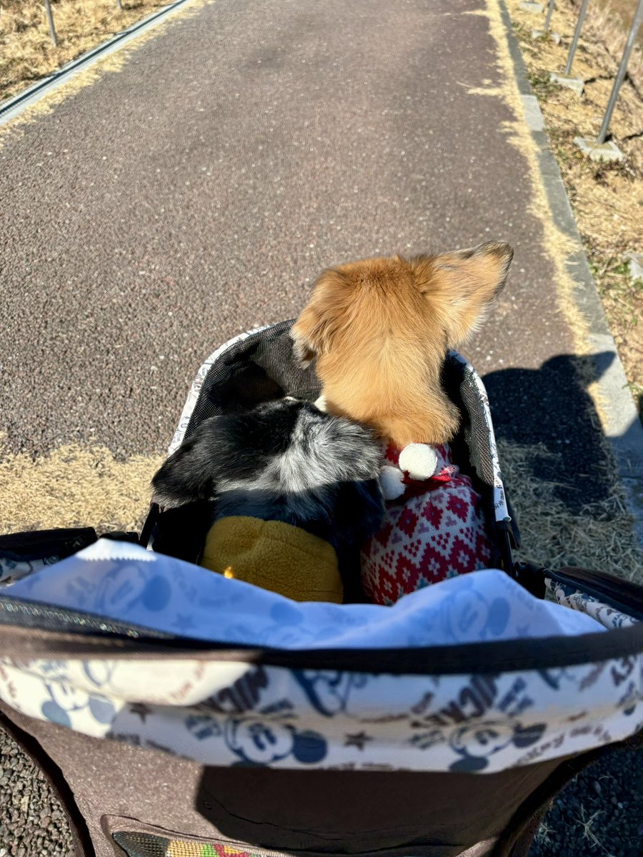 wearemm71's tweet photo. またかなり投稿あいてしまった🤯 お久しぶりです🐶 最近は寒いこともあってカート乗車率がかなり高めな2匹でございます🚘  #dogsoftwitter 
#dogtwitter #犬のいる生活 #ミックス犬 #ジジババ犬 https://t.co/xRvUpVqcCH