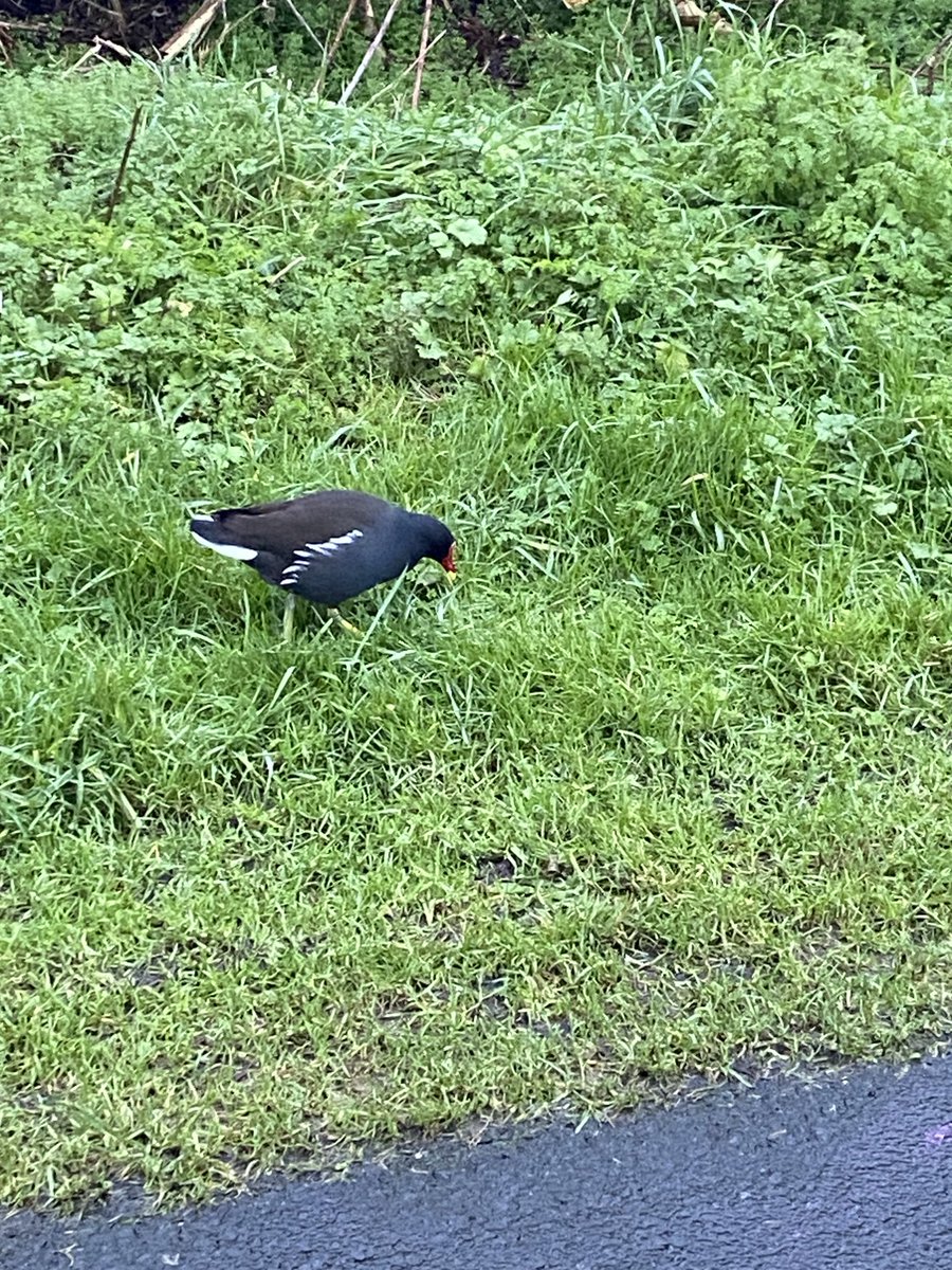 Linda FitzGerald tweet media