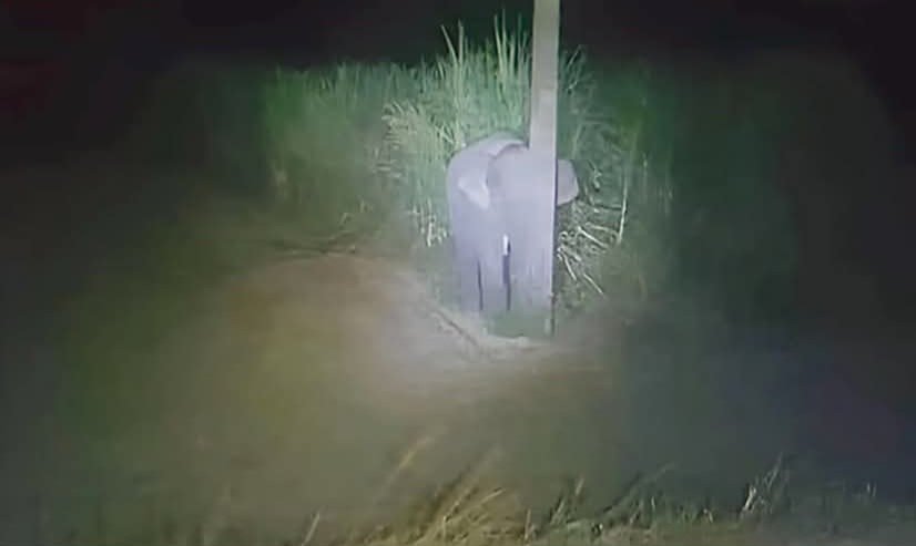 Digiweb3_'s tweet photo. When you're an elephant trying to check your X feed in the wild but the signal is just not there. #NoService #ElephantTech https://t.co/4q0uGfVcvl