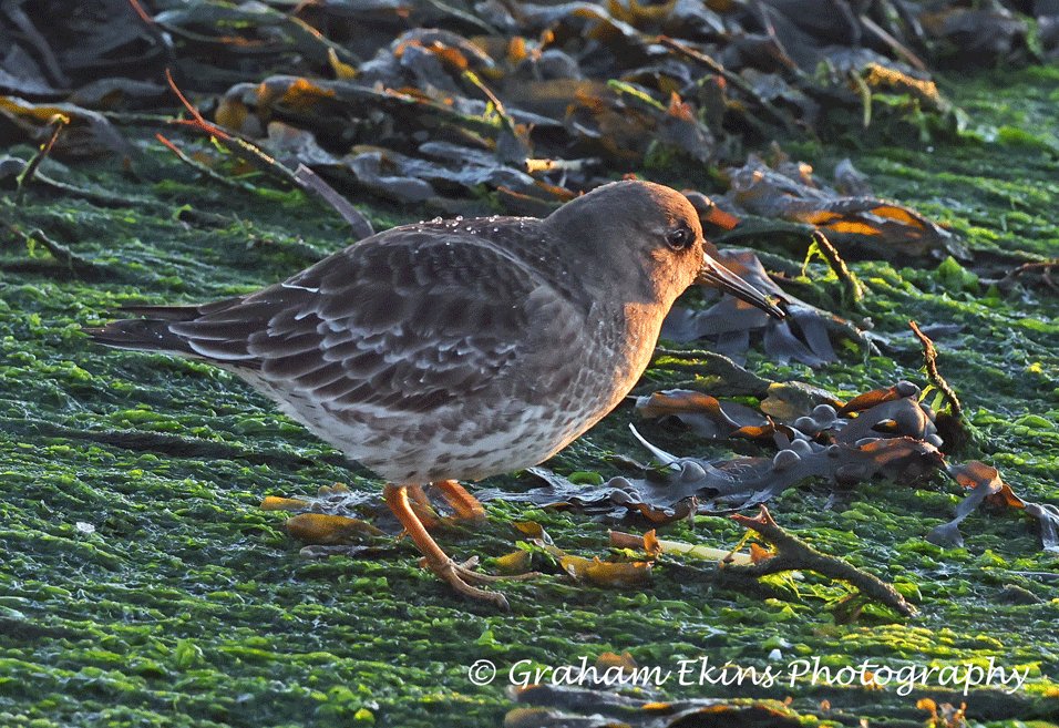 An enjoyable dawn visit to Holland  Haven, North Essex over high tide Sunday. Barn Owl by golf course,  3 Purple Sandpipers, 23 Whitefronts, 2 Sanderling, Stonechat. Seawatch: adult Gannet  S, 5 Red-throated Divers S, 250 Cormorants N in large groups, 3 Turnstone S.