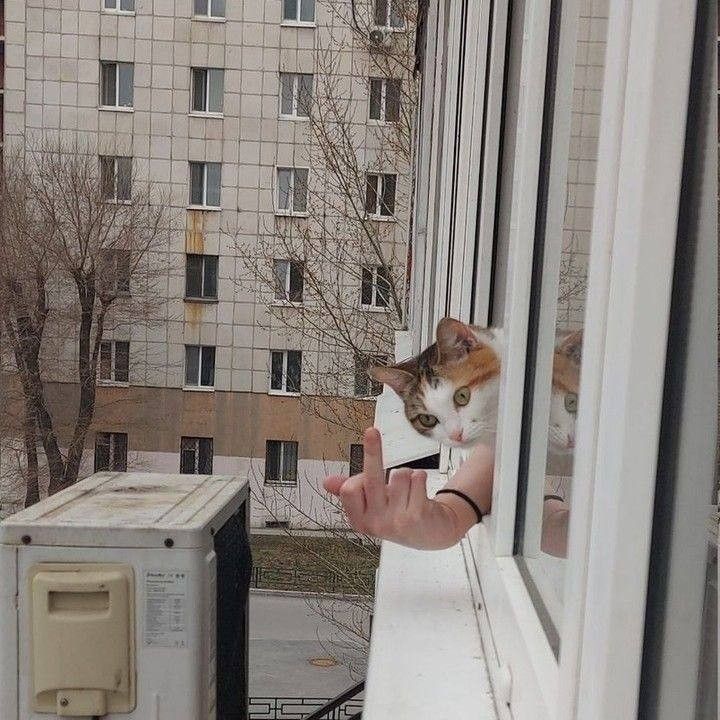 Why you should have a cat (@shouldhavecat) on Twitter photo 