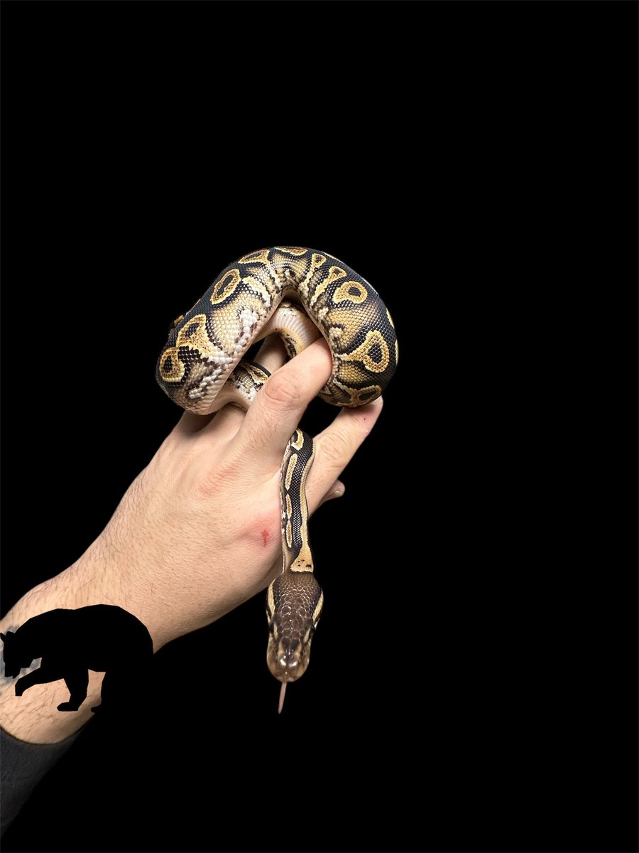 KuMaRyu_RepREX tweet media