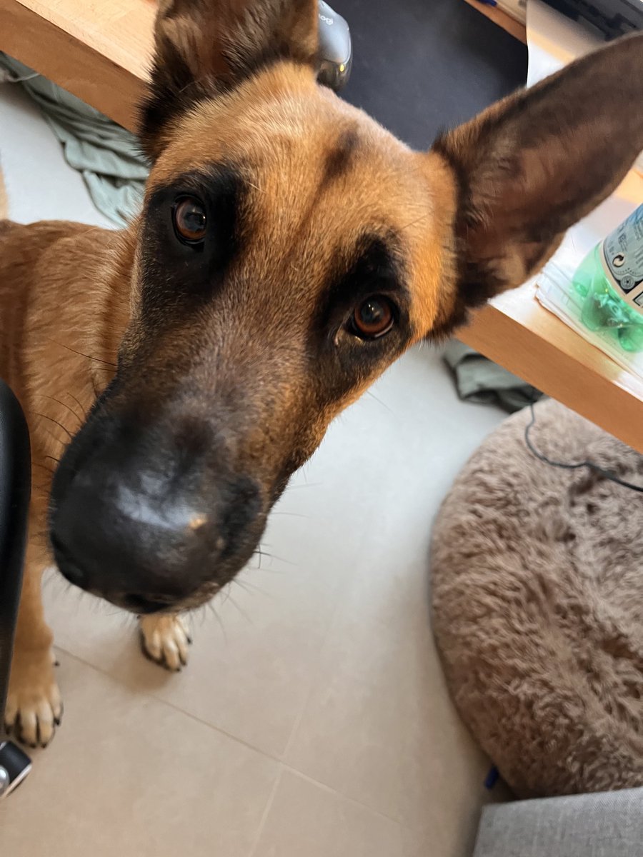 Mickey_Sixx's tweet photo. ⁦@risk_manager_ai⁩  I think our dogs may have been separated at birth 😂 https://t.co/4QEniijE4P