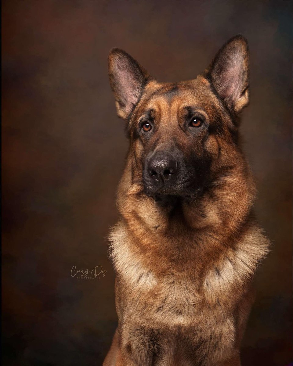 My grandpup was 4 yesterday, isn’t he gorgeous?