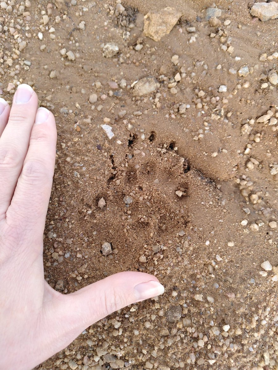 Merops Field Studies tweet media