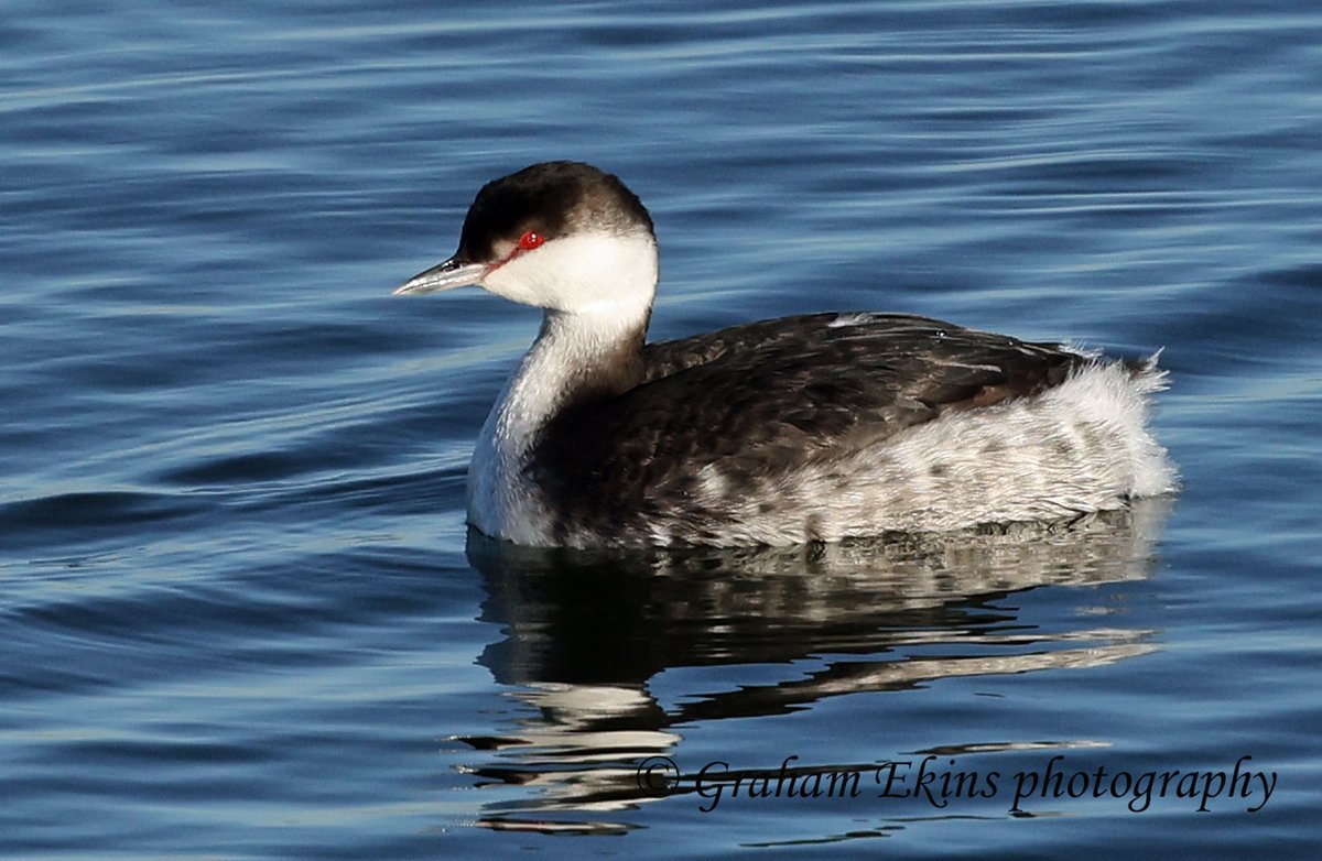 A visit to Abberton Reservoir, N. Essex Sunday after Holland Haven; drake Canvasback, Cattle Egret, 14 Black-necked &amp; 2 Slavonian Grebes, 7 Whitefronts, Pinkfoot.