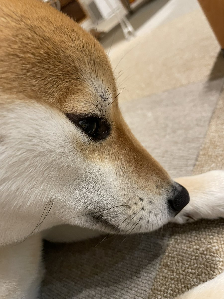 しゅいーん🎀

 #柴犬大好き #柴犬がいる暮らし　#柴犬 #柴犬のいる幸せ #柴犬のいる生活　#柴との暮らし  #柴犬との暮らし #リンパン　
#柴犬が好きすぎるで使っていいよ