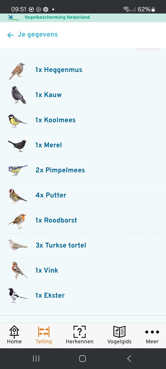 De kardinaalsmuts is bijna helemaal begroeid door de klimop. Nog maar 1 merel geteld tijdens #tuinvogelteldag #vogelbescherming #vogelskijken