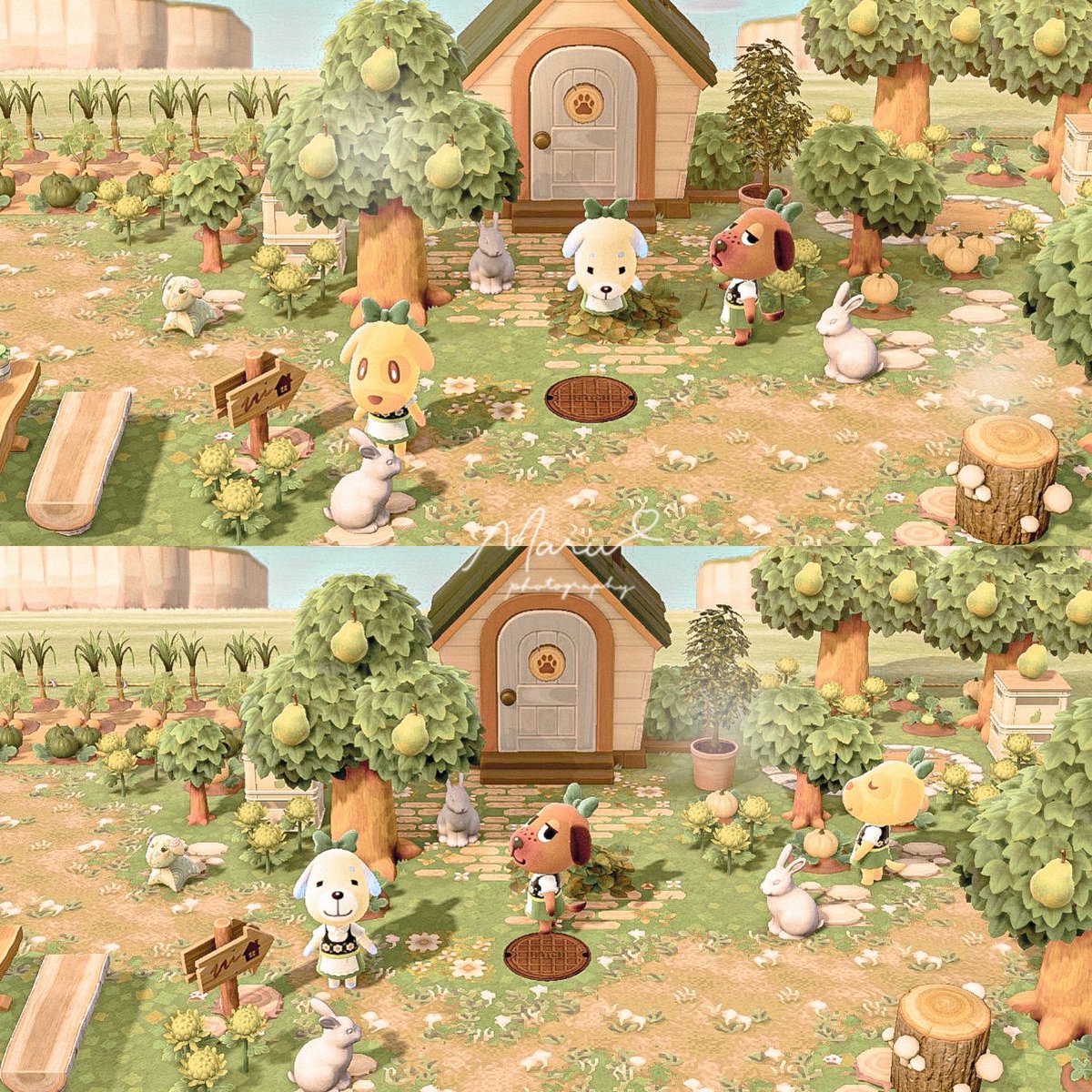🌱🐶🐶🐶🎀

 #ACNH #AnimalCrossing  #ハピパラ #あつまれどうぶつの森