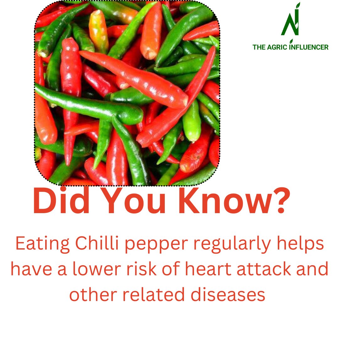 agric_the48094's tweet photo. Chilli pepper helps with heart health and also aid digestion, so eat healthy eat chilli pepper regularly and free from heart issue. #agriculture #chilipepper #chilli #farmers #eathealthyfood #noheartattack #farmerlife https://t.co/8XpdNgIROV