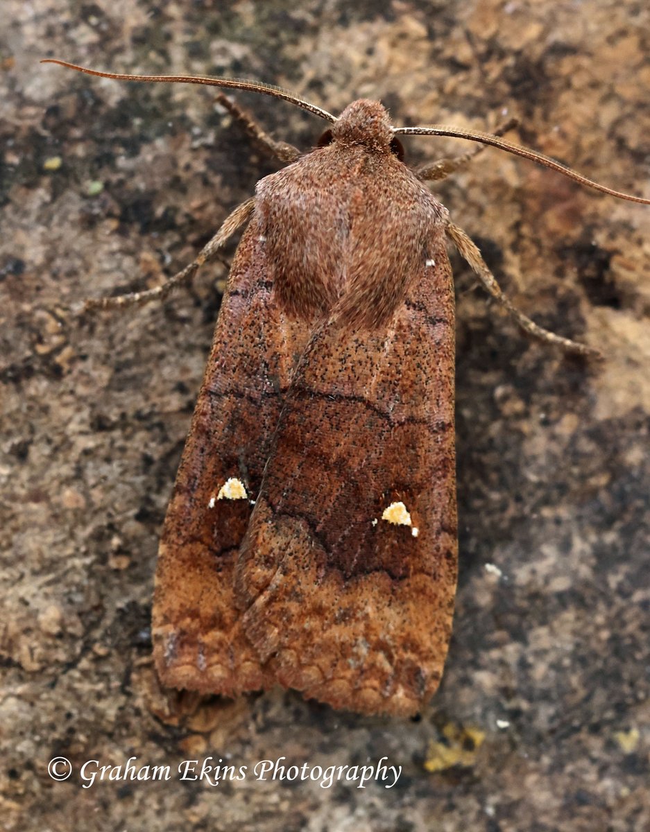 Atollshearwater's tweet photo. A rather challenging January in our Boreham garden N. Essex. 8 moth species and low numbers including -images: Satellite, Winter Moth, Mottled Umber & Spring Usher +Early Moth, Chestnut, Hemlock Moth, LBAMoth. @BritishMoths @bc_cambs_essex @EssexWildlife #mothtraps https://t.co/VgMS17TcHE