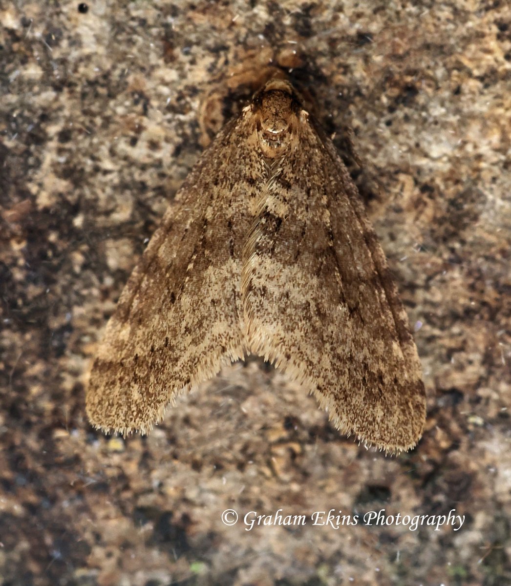 Atollshearwater's tweet photo. A rather challenging January in our Boreham garden N. Essex. 8 moth species and low numbers including -images: Satellite, Winter Moth, Mottled Umber & Spring Usher +Early Moth, Chestnut, Hemlock Moth, LBAMoth. @BritishMoths @bc_cambs_essex @EssexWildlife #mothtraps https://t.co/VgMS17TcHE