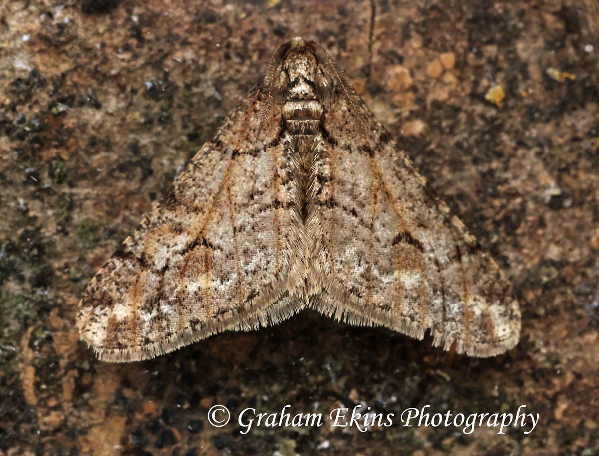 A rather challenging  January in our Boreham garden N. Essex. 8 moth species and low numbers including -images: Satellite, Winter Moth, Mottled Umber &amp; Spring Usher +Early Moth, Chestnut, Hemlock Moth, LBAMoth. <a href="/BritishMoths/">British Moths</a> <a href="/bc_cambs_essex/">BC Cambs and Essex</a> <a href="/EssexWildlife/">Essex Wildlife Trust</a> #mothtraps