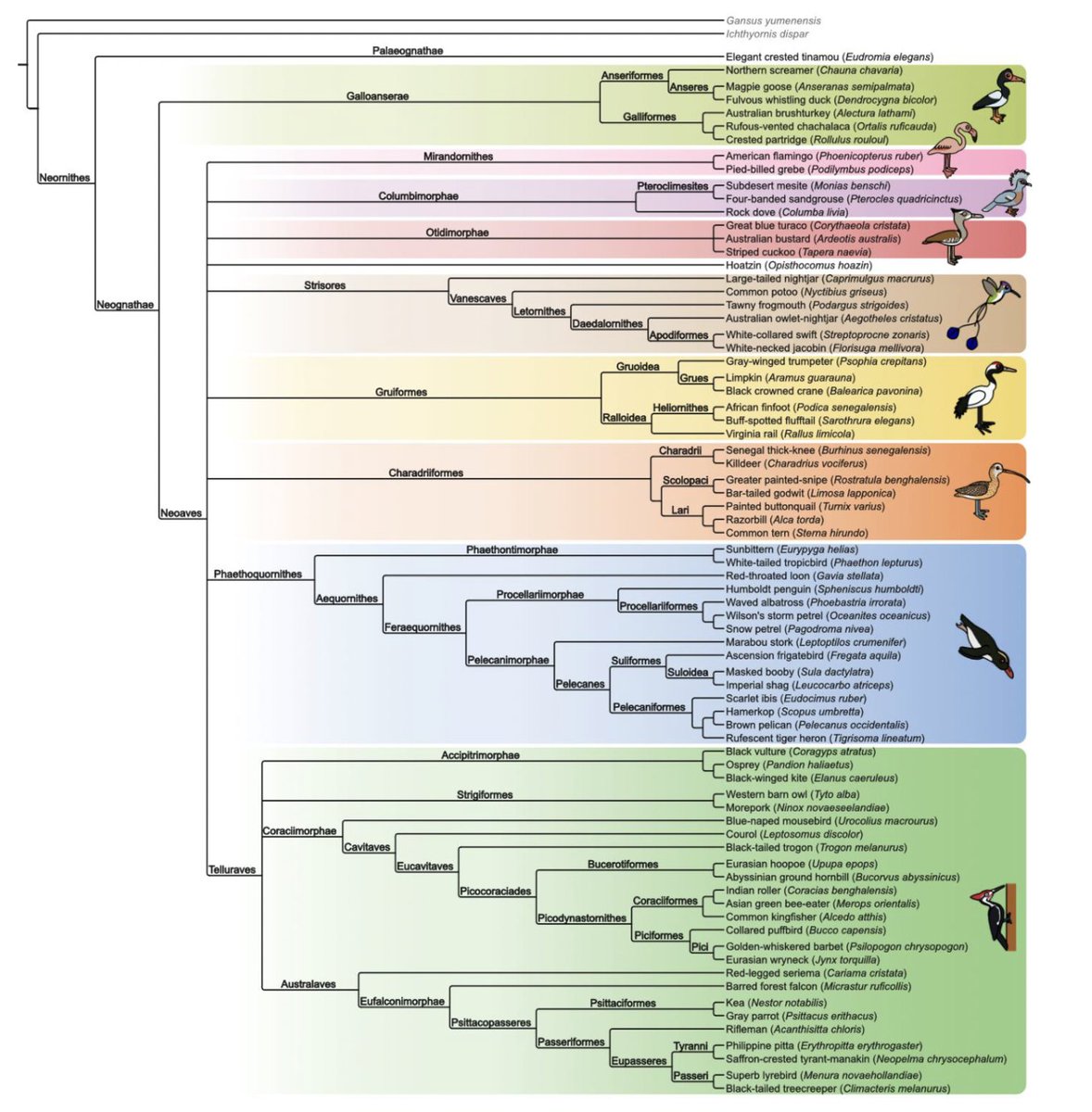Field Palaeobiology Research Group (@fieldpalaeo) on Twitter photo Delighted to share this *epic* exploration of extant bird comparative morphology—the centrepiece of <a href="/albertonykus/">Alberta Claw</a>'s PhD thesis. Among the most detailed investigations of phylogenetic signal in the avian skeleton—check out the preprint here: biorxiv.org/content/10.110…. Bravo, Albert! Delighted to share this *epic* exploration of extant bird comparative morphology—the centrepiece of <a href="/albertonykus/">Alberta Claw</a>'s PhD thesis. Among the most detailed investigations of phylogenetic signal in the avian skeleton—check out the preprint here: biorxiv.org/content/10.110…. Bravo, Albert!