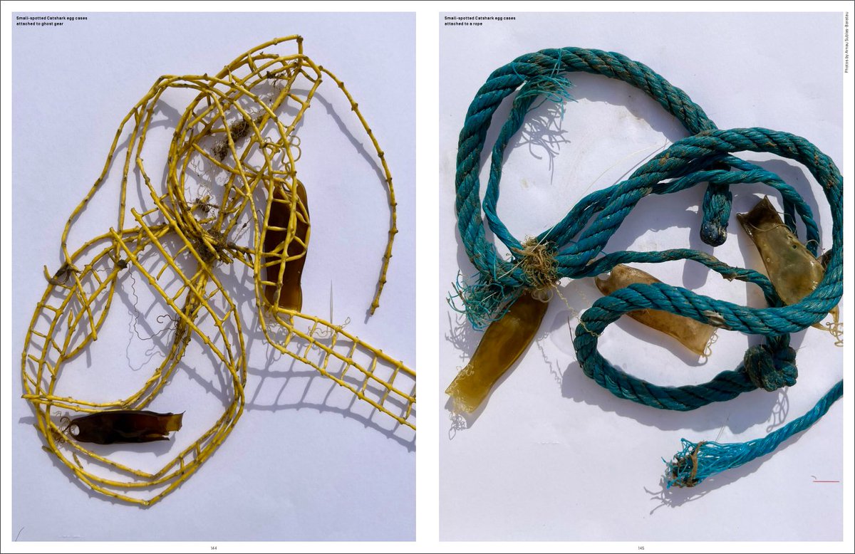 Marine calcifiers (@marcalcifiers) on Twitter photo We are happy to share we participated in the last Issue 11 of Shark News <a href="/IUCNShark/">IUCN SSC Shark Specialist Group</a>! We wrote a story on the findings of our recent paper (sciencedirect.com/science/articl…). Link of the issue: iucnssg.org/shark-news.html <a href="/DavidRuizGarci/">David Ruiz García</a> <a href="/BlancaFiguerola/">Blanca Figuerola</a> <a href="/UV_EG/">Universitat València</a> <a href="/ICMCSIC/">ICM-CSIC</a> <a href="/IUCN/">IUCN</a> #sharks #plastics We are happy to share we participated in the last Issue 11 of Shark News <a href="/IUCNShark/">IUCN SSC Shark Specialist Group</a>! We wrote a story on the findings of our recent paper (sciencedirect.com/science/articl…). Link of the issue: iucnssg.org/shark-news.html <a href="/DavidRuizGarci/">David Ruiz García</a> <a href="/BlancaFiguerola/">Blanca Figuerola</a> <a href="/UV_EG/">Universitat València</a> <a href="/ICMCSIC/">ICM-CSIC</a> <a href="/IUCN/">IUCN</a> #sharks #plastics