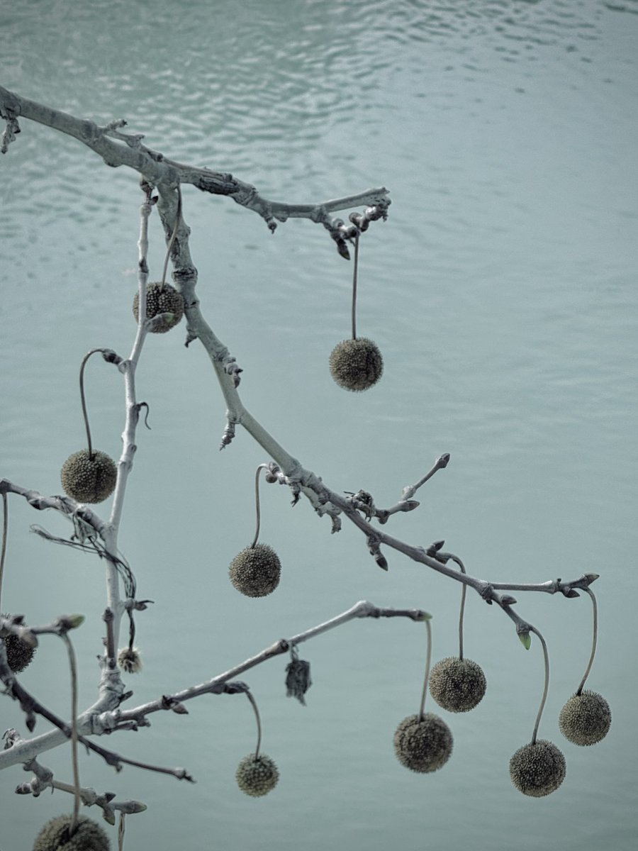 Domenico Franco tweet media