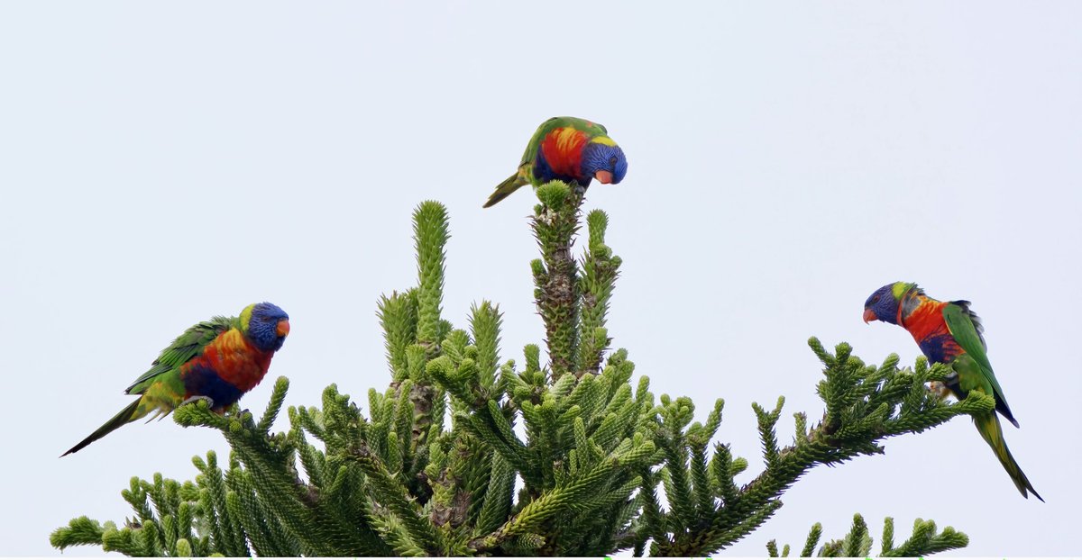 Richard Page-Jones tweet media